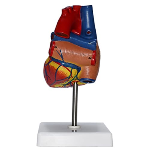 Image of Haobase Life Size Human Heart Anatomical Model, 2-Part Educational Medical Display with Stand