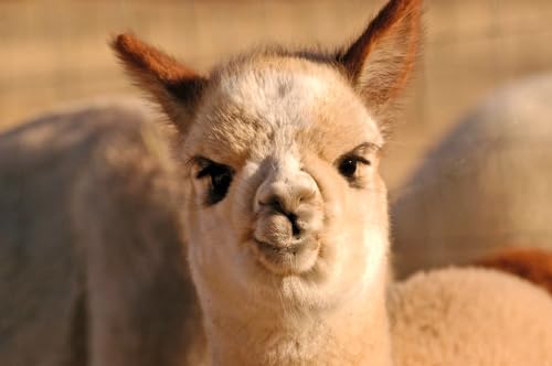 WARRIOR ALPACA SOCKS - Baby Alpaca Wool Happy Family Alpaca Face Socks for Adults, Teens & Kids4