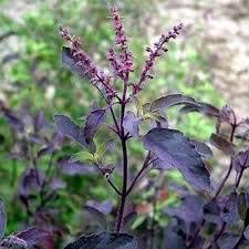 Bharat Herbs Care Shyama/Krishna/Holy Basil Tulsi Religious Holy Plant, Medicinal Live plant(2 Healthy Live Plant in Poly bag) (B08K78M45Y) Amazon Price History, Amazon Price Tracker