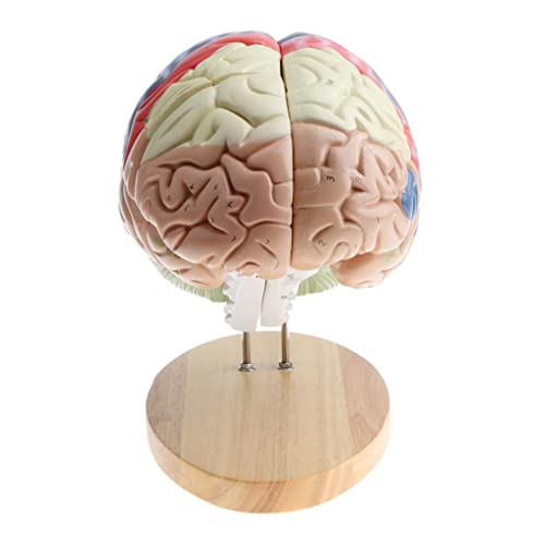 2X Magnification Human Brain Model with Colored Brain Functional Area - Perfect School Study Display - Great Anatomy Education Tool