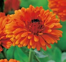 Calendula officinalis Double Indian Prince 300 Seeds