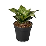 Snake Plant Black Robusta (4 inch) - Lucky Houseplants - 4/6 inch Unique Live Decorative Houseplants - Easy to Care Indoor Plants, Perfect for Office, Home & Feng Shui Decor