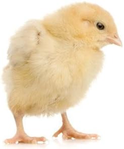 Frozen Chicks, Barcode 10-pack