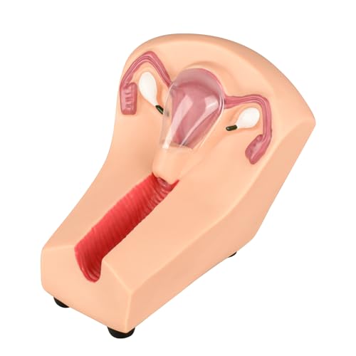 Image of SimCoach Intrauterine Device Training Kit, IUD Training Model, Female Intrauterine Contraceptive Device Simulator Trainer