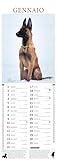 Zoom IMG-2 pastore belga malinois calendario 2026