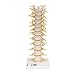 3B Scientific A73 Thoracic Spinal Column Model, 12.6" Height