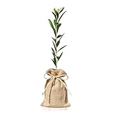 Tradicionalmente considerado como un árbol sagrado, el olivo hunde sus raíces en el mismo origen de la agricultura de las primeras civilizaciones del Mediterráneo y Oriente Próximo.