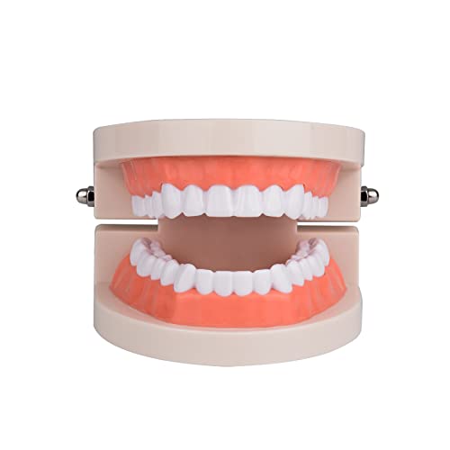 Ultrassist Standard Teeth Model, 1:1 Life Size Model Teeth for Dentist, Demonstration Dental Teeth Model