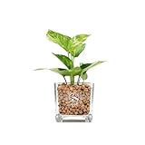 GREEN PLACE ポトス（ゴールデン） ミニ 観葉植物 本物 【鉢 × 植え込み材を選べる】 ハイドロカルチャー キューブ鉢 TN