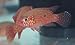 2 Pack of Blood Jewel Cichlids 1-2