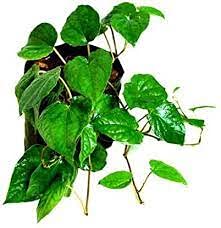Plantazee Plantec Kerala Rare Tulasi Betel Leaf Vetta Paan Patta 1 Live Healthy Plant (B09D8HGQMT) Amazon Price History, Amazon Price Tracker