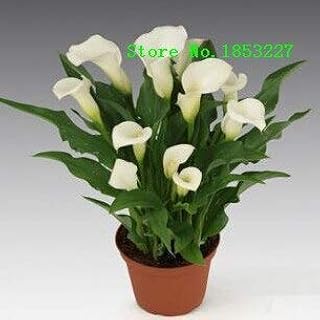 3: Promotions Bonsai Und Bunte Calla Lilie Samen Seltene Pflanzen Blumen Samen (Nicht Calla Lilienknollen) -50 Stücke Calla Samen: Only Seeds