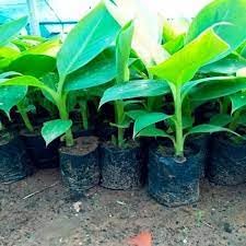 VENUS-ONLINE Kerala Robusta Banana 1 Healthy Live Plant (B0CLZV4LF2) Amazon Price History, Amazon Price Tracker
