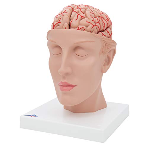Image of 3B Scientific C25 Deluxe Brain w / Arteries on base of head 8-part - 3B Smart Anatomy
