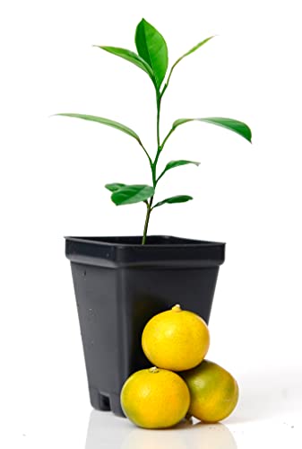 Gerald Winters And Son Calamondin Orange Tree Starter Plant. Citrus Mitis. 3'' - 5'' #TOP1