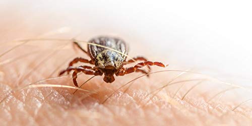 ZECKO EXPLORER ANTI ZECCHE E PULCI PER PERSONE