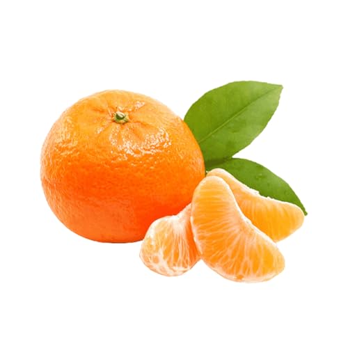 Muda Frutífera de Tangerina Mexerica do Rio Enxertada