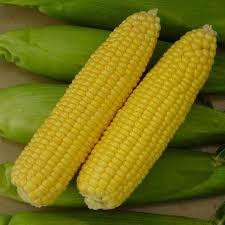 PREMIER SEEDS DIRECT - Sweetcorn - EARLIBIRD F1-70 Finest Seeds