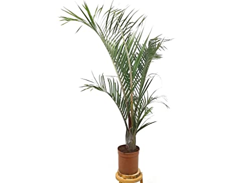Neodypsis Decarii Palmera Natural M21 120cm