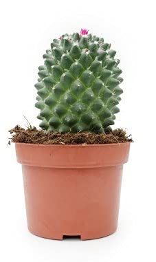 PCMOVILES Cactus Suculenta mammillaria polythele nudum en maceta de 8.5cm (planta viva)