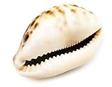 Florida Shells and Gifts Inc. One Select Tiger Cowrie (Cypraea Tigris) Shell 2 1/2