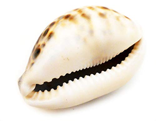 Florida Shells and Gifts Inc. One Select Tiger Cowrie (Cypraea Tigris) Shell 2 1/2