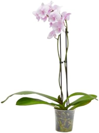 Planta Orquidea phalaenopsis natural 2 tallos maceta Ø12cm - Verd...