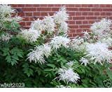 200 Semillas de Aruncus Seeds- Noble Spirits AKA Barba de Cabra Enana o Barba de Cabra Coreana Enana,