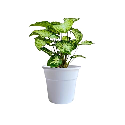 Image of Indian Gardens - 4 inch Indoor (Pack of 10) Plastic Small Colour pots | Plastic Plant Pot for Terrace Garden (White)