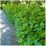 5 Griselinia Evergreen Hedging Plants 30-40cm Potted, Fast Growing New Zealand Laurel 3fatpigs®