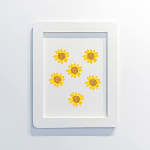 48 flores secas prensadas de margarita para manualidades miniatura 3
