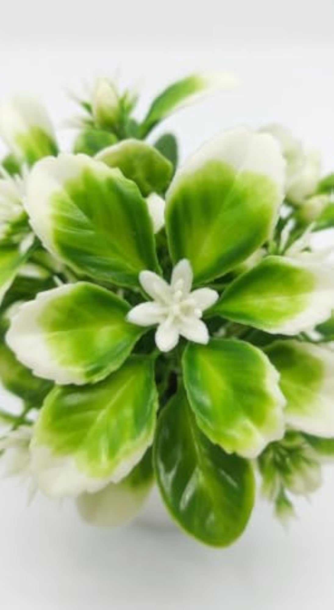 Artificial Green and White Leafy Plant with Pot for Home Decor