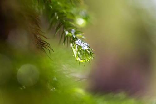 y{̕i|XgJ[hz v ؂痎鐅H ͂ tHgJ[hyY photo by daikegoro