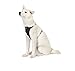 Amazon Basics Adjustable Dog Leash with Harness, Small (10-25 lbs.)