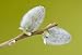 1 gallon pot-French Pussy Willow Shrub- Catkins Great for Vases, Good for Wet Spots,