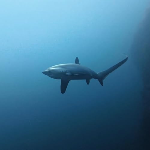 The Honeymoon Diaries - Malapascua