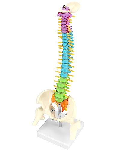 QWORK Flexible Human Spine Model with Spinal Nerves Pelvis and Th...