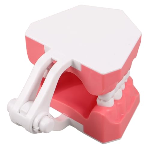 Healeved Modelo de Dientes de Plástico para Educación Resistente y Reutilizable Prop Didáctico para Demostración de Limpieza Bucal Clínicas y Escuelas
