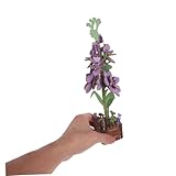 Zoom IMG-2 wooneky kit di montaggio in Zoom IMG-2 wooneky kit di montaggio in