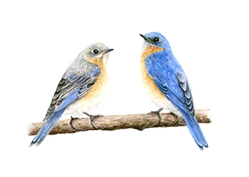 Bluebird Pair Watercolor Print (4x6 inches)