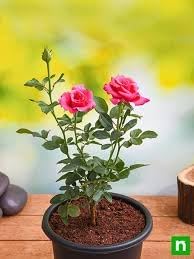 Image of Live Red Rose Plant in Black Pot, Fragrant Flowering Shrub, for Home Garden, Balcony, and Decoration, All Season Indoor Outdoor