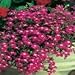 200 RED & White ROSAMOND LOBELIA Erinus Flower Seeds