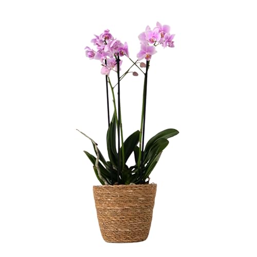 Plant in a Box - Orquídea mariposa - Phalaenopsis Multiflora en cesta decorativa - Altura 35-45cm - Maceta 12cm - Planta de interior con flor - Apta para gatos