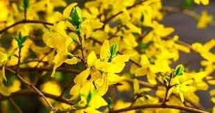 Trifoliada Forsythia Forsythia Suspensa 10 Semillas