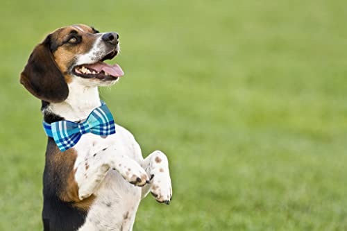 Image of DOGWONG Plaid Dog Collar with Bow tie-Summer Cotton Dog Collar Blue Plaid Pet Collars Comfortable Cute Collars for Small Medium Large Dogs