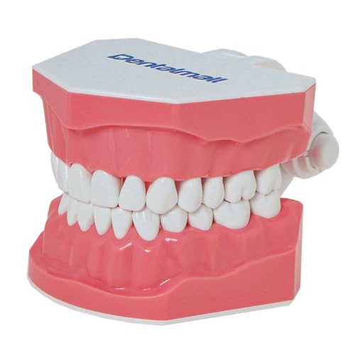 DENTALMALL Zahnputz-Modell, Zähne, Typodont, Muster, sichtbar, Anatomie, Demonstration, Lehr, Standardgröße, 1 Stück