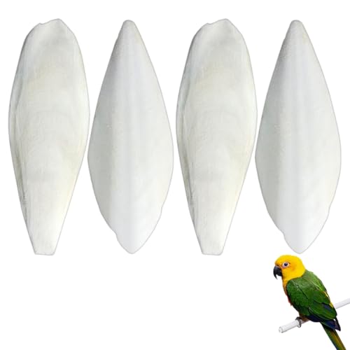 OIGWBPH Os de Seiche pour Oiseaux - Jouets à Mâcher pour Tortues, Reptiles et Petits Animaux - Source de Calcium