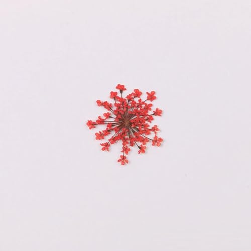 100 piezas flores secas naturales copo de nieve miniatura 4