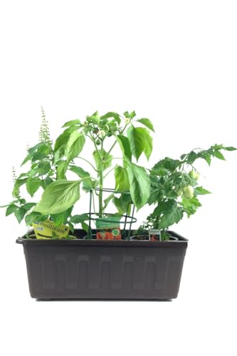 Naschgemüse der Grillsaison im 40cm Kasten Anthrazit!!! je 1 Pflanze Paprika Pflanze (mini Paprika) Topf Tomatenpflanze Cocktail Tomate & Strauchbasilikum