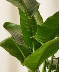 Bird of Paradise Plant, Live Tropical Indoor House Plant with Large Green Leaves plant hight 2/3 feet flower after 6/8 months with pot-image-32
